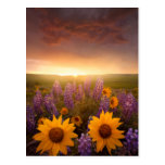 Sunset Daisies Postcard