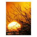 Sunset Delights Poster posters