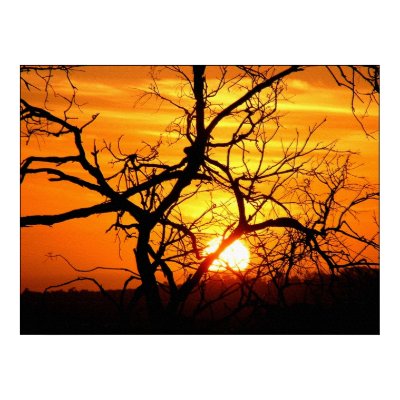 Sunset Entwined Poster by webgrrl