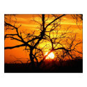 Sunset Entwined Poster posters
