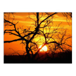 Sunset Entwined Poster