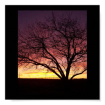 Sunset Fence Tree Poster posters