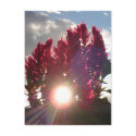 Sunset Flame Flowers postcards by wendyqzx Sunset Flame Flowers postcards
