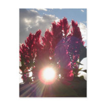 Sunset Flame Flowers postcards by wendyqzx Sunset Flame Flowers postcards