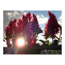 Sunset Flame Flowers* posters