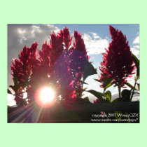 Sunset Flame Flowers* posters