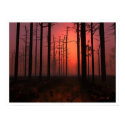 Sunset Fog posters
