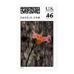 flowers, lilies, orange, postage