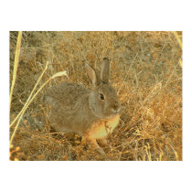 Sunset Grass Bunny posters