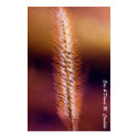 Sunset Grass posters