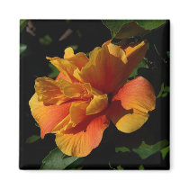 Sunset Hibiscus magnets by SweetRascal Sunset Hibiscus magnets