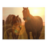 Sunset Horses  Postcard