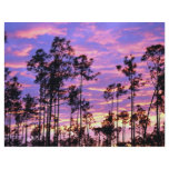 Sunset in Everglades National Park, Florida, U.S.A flyers