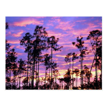 Sunset in Everglades National Park, Florida, U.S.A Post Card
