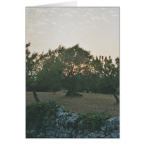 Sunset in the Olive Grove cards