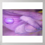 SUNSET INSIDE THE PETAL PRINT