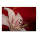 Sunset Lily cards by Sjimera Sunset Lily cards