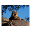 Sunset Lion posters