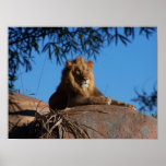 Sunset Lion Print