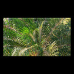 Sunset Lit Palm Fronds Photo Print