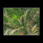 Sunset Lit Palm Fronds Postcard
