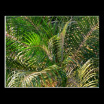 Sunset Lit Palm Fronds Postcard