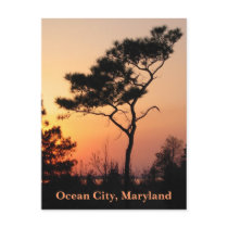 Sunset Ocean City Postcard