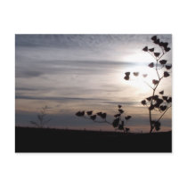 Sunset on the Farm postcards