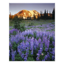 Sunset over Mt. Adams and a sub-alpine meadow