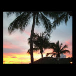 Sunset Palms Photo