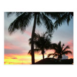 Sunset Palms Postcard