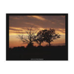 Sunset - Postcard