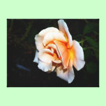 Sunset rose canvas prints