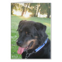 Sunset Rottweiler cards by nurserissa Sunset Rottweiler cards
