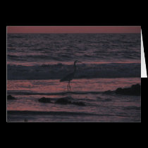 Sunset sea bird near San Diego, California cards