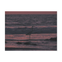 Sunset sea bird post cards