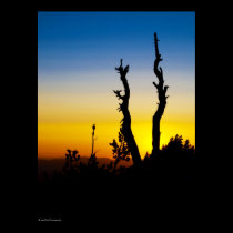 Sunset Silhouette posters