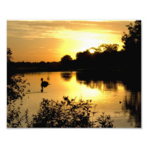 Sunset Swan Lake
