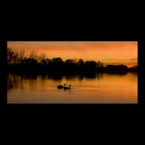 Sunset Swans framed print posters