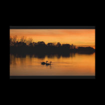 Sunset Swans photo on canvas canvas prints