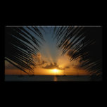 Sunset Through Palm Fronds Photo Print