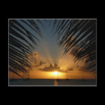 Sunset Through Palm Fronds Postcard