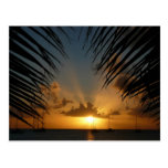 Sunset Through Palm Fronds Postcard