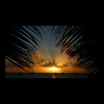 Sunset Through Palm Fronds Print
