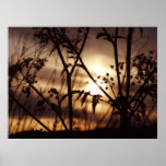 Sunset through the grass print