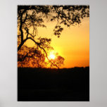 "Sunset through the Trees" Poster