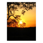 "Sunset through the Trees" Poster