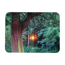 Sunset Through Trees Flexible Magnet