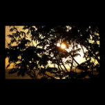 Sunset Through Trees I Print