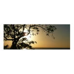 Sunset Through Trees Panoramic Print